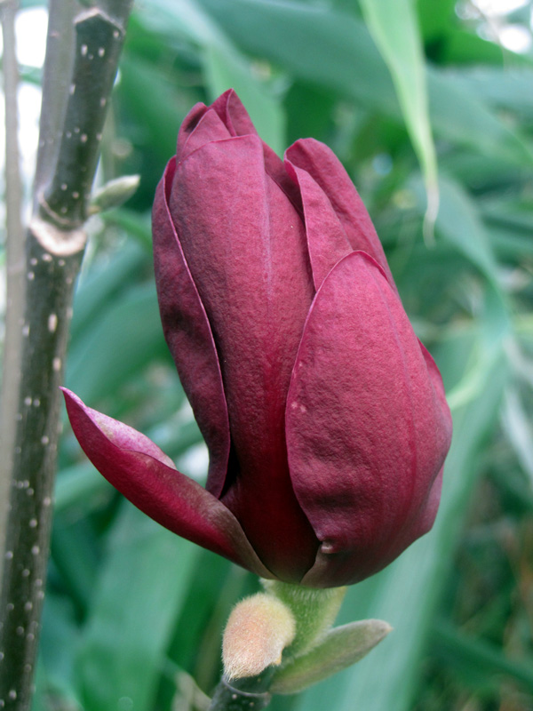Magnolia Genie, une nouvelle obtention.