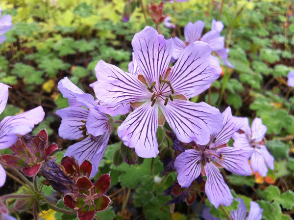 Geranium renardii Tcschelda Floraison du Geranium renardii Tcschelda