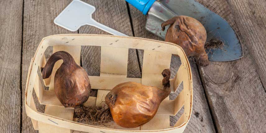 Bulbes de colchiques prêts à être plantés