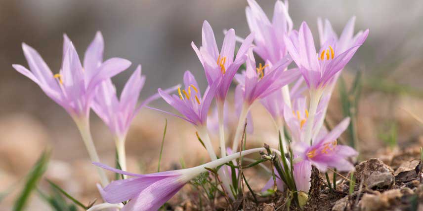 La floraison des colchiques