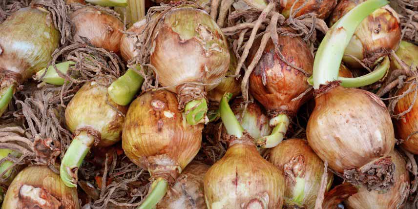 Ismène, Hymenocallis