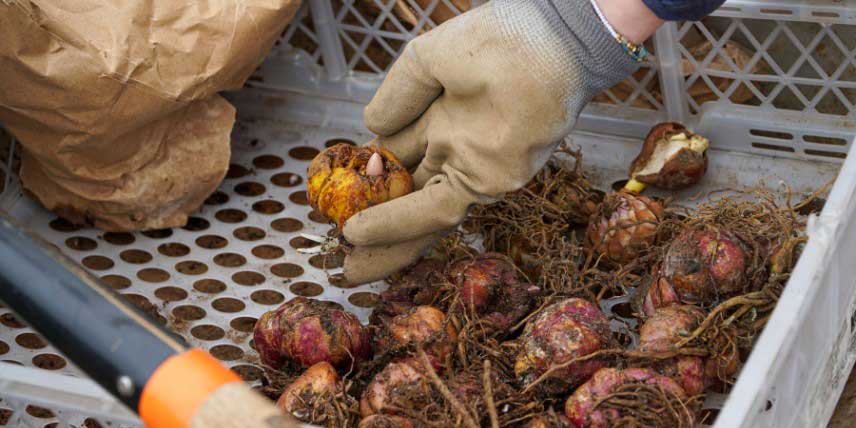 Bulbes de lys prêts à être plantés