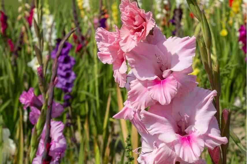 plantation des glaieuls