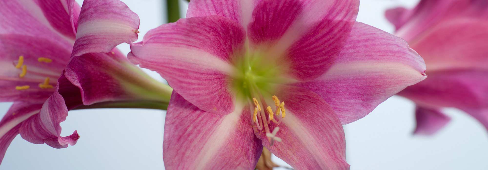 Comment faire refleurir un bulbe d'amaryllis facilement ?