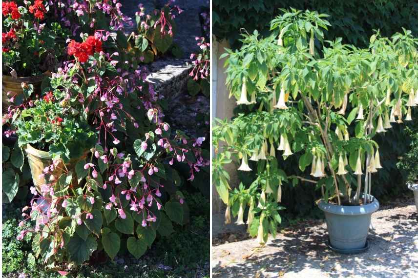 cultiver les plantes en pot