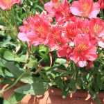 Plantes en pots : culture, entretien et soins