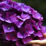Comment cultiver les hortensias ?