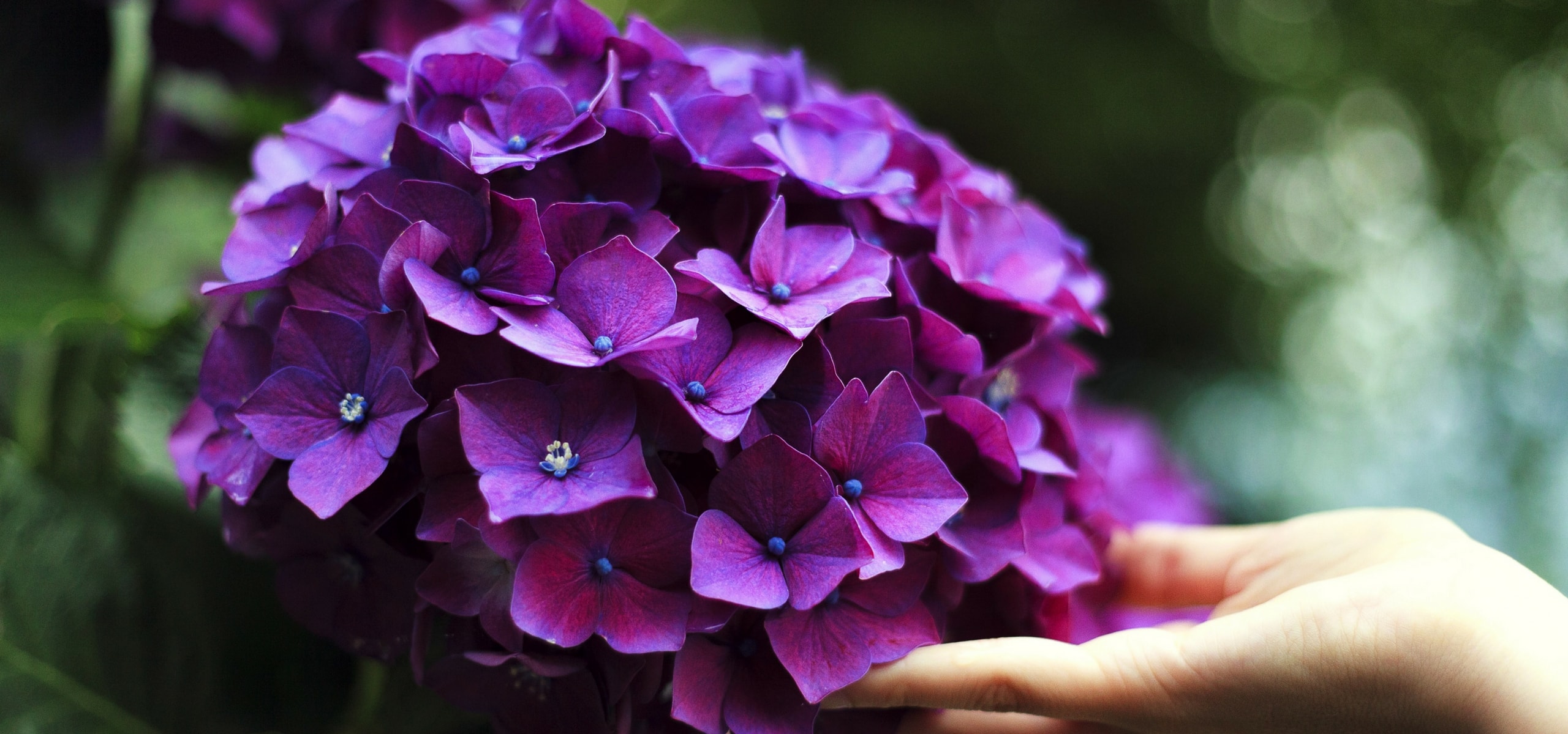 Comment cultiver les hortensias ?