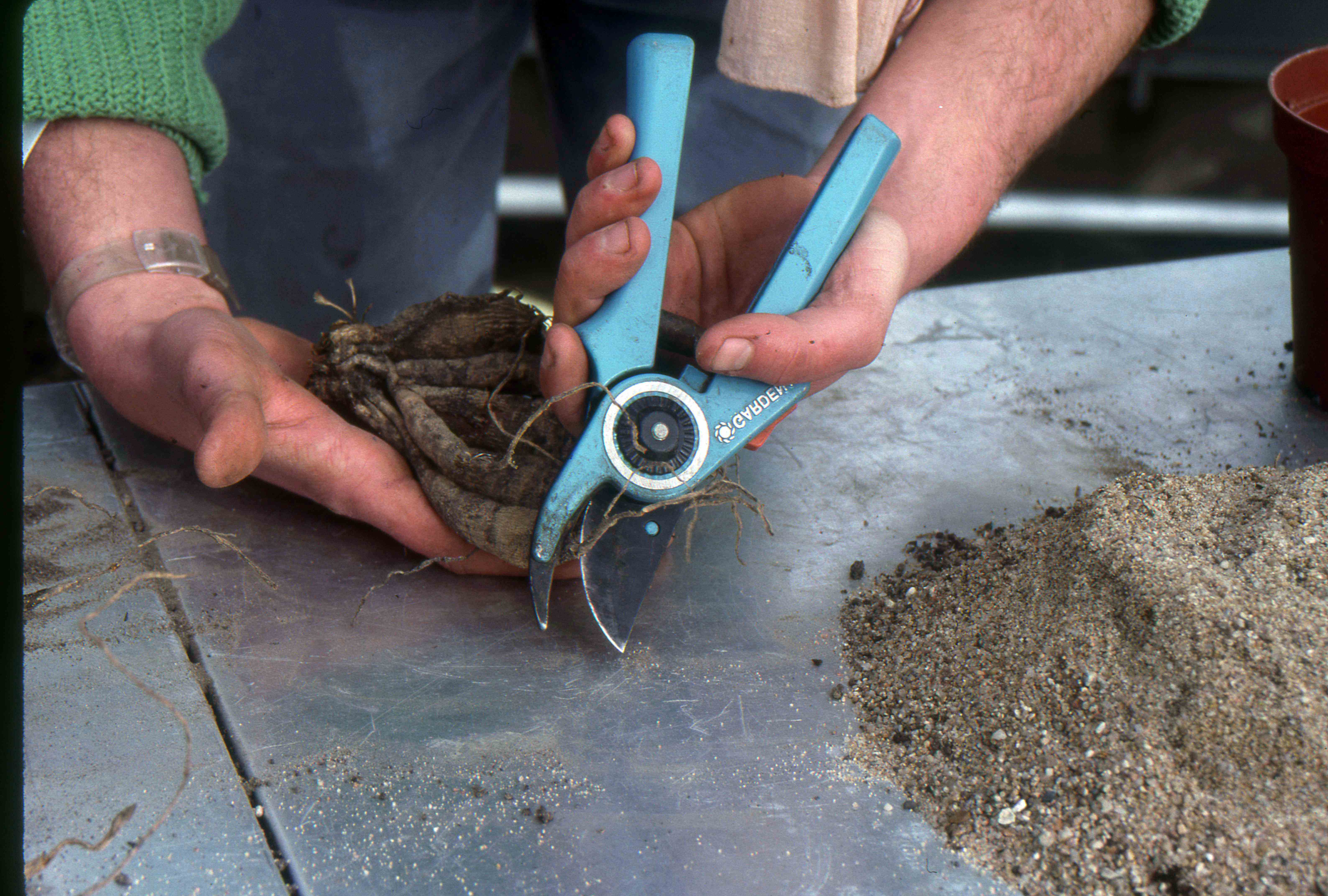 Comment diviser les dahlias