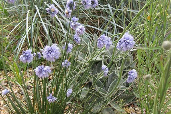 Original, élégant et coloré, l'Allium sikkimense se prête également bien à la culture en pot Les espèces basses d'alliums font merveille en bordure