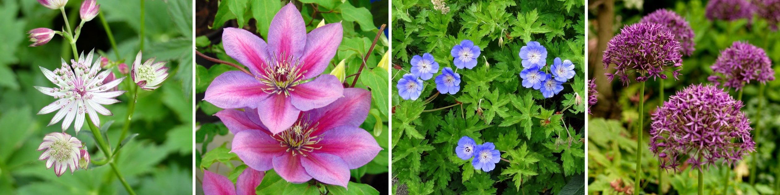 Associer clematites et vivaces