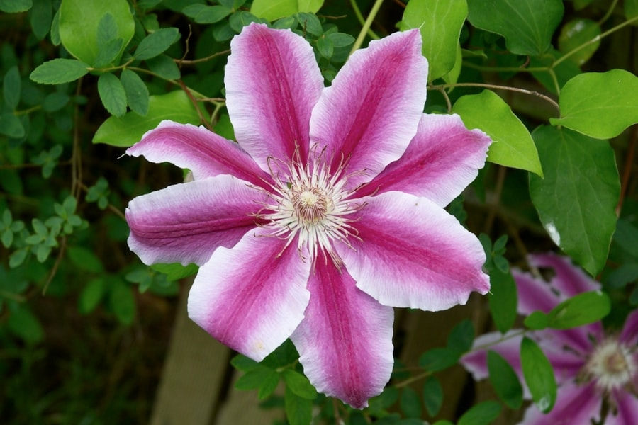 fleur rose de clematite
