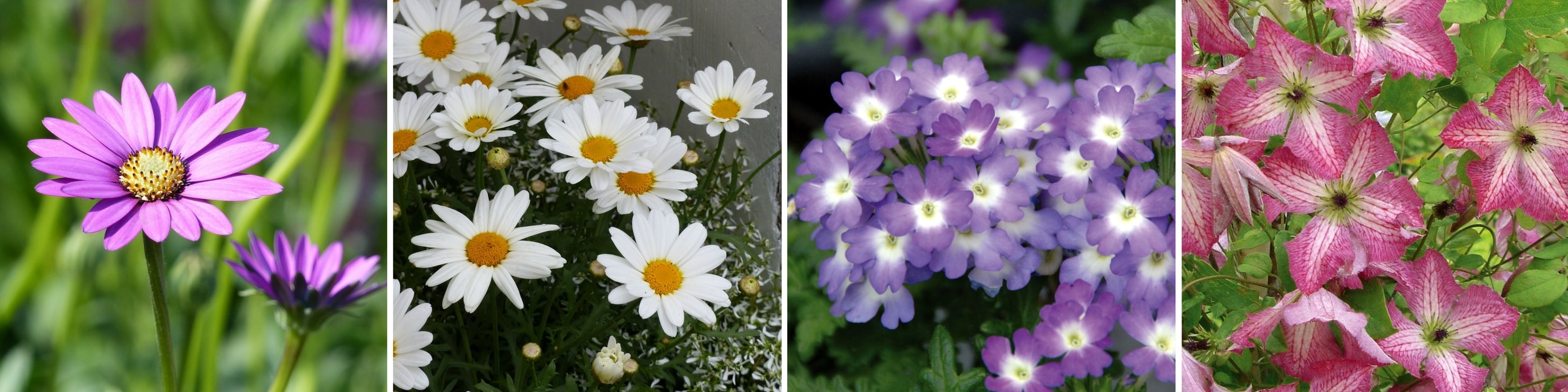 Idees d'associations avec des clematites en pot ou bac