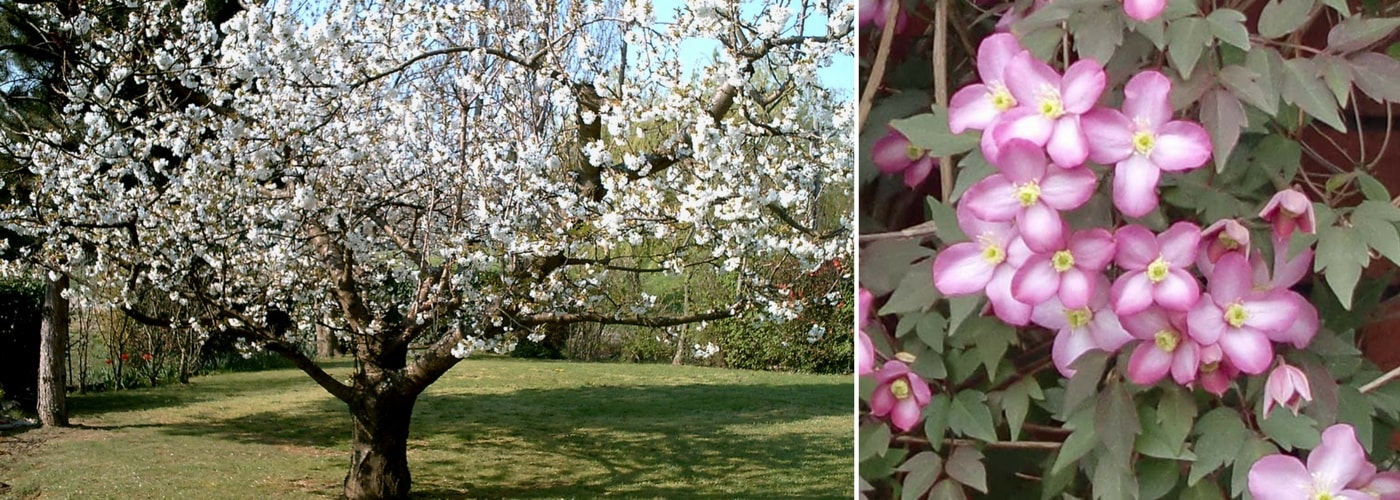 Associer clematite et cerisier