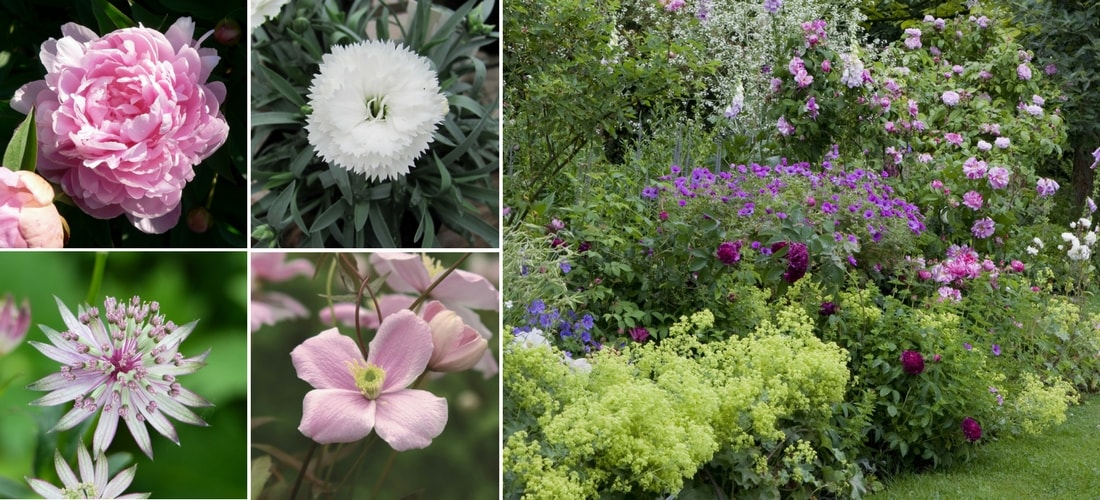 Associer les clematites dans un jardin romantique