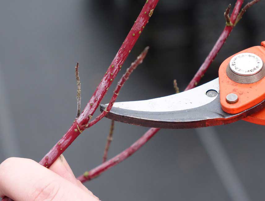 Comment tailler un cornouiller 