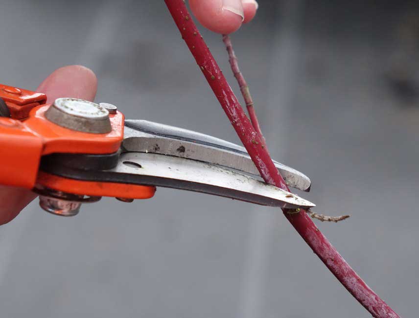 Comment tailler un cornouiller 