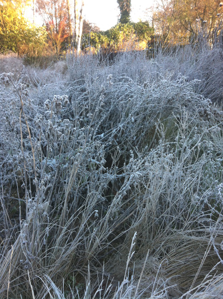 Massif d'hiver, les végétaux sont recouverts d'une fine pellicule de givre.