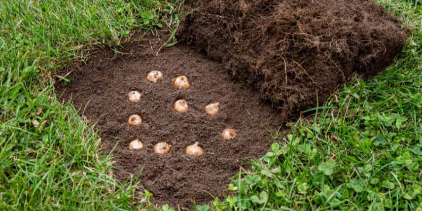 Comment planter des bulbes dans une pelouse