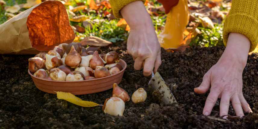 Comment planter des bulbes de printemps
