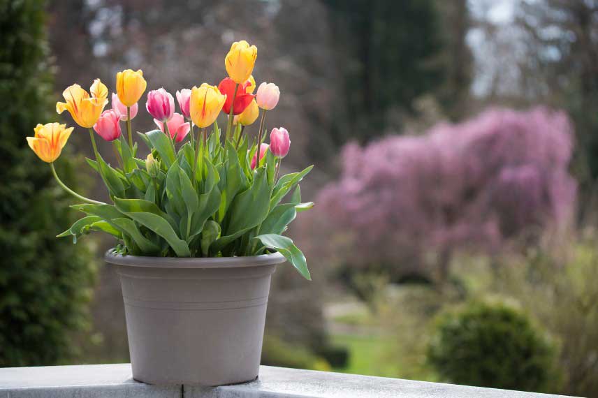 Tulipes en pot