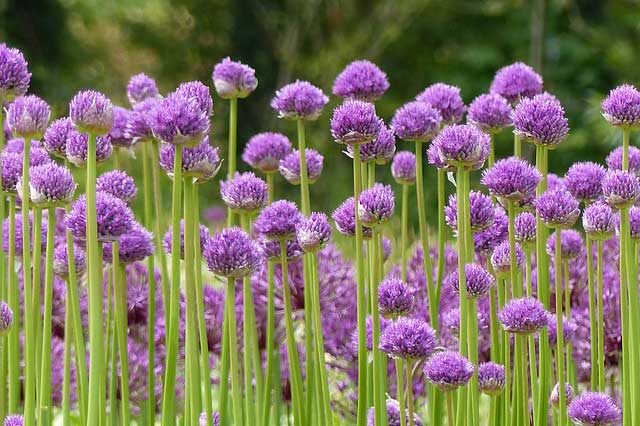 Faciles à cultiver, les Alliums poussent en tout sol bien drainé Comment planter les alliums au jardin