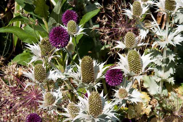 Plantez les alliums parmi des vivaces; elles masqueront leur feuillage jauni après floraison Associez les Alliums à des vivaces