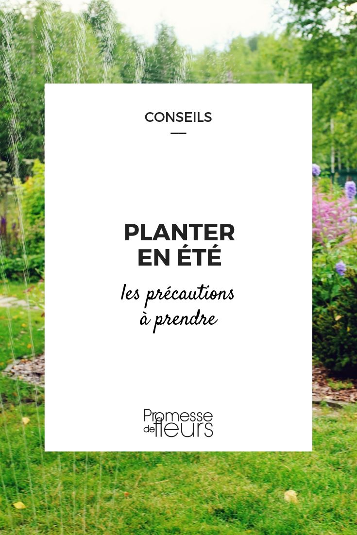 plantation d'été : conseils pour les réussir