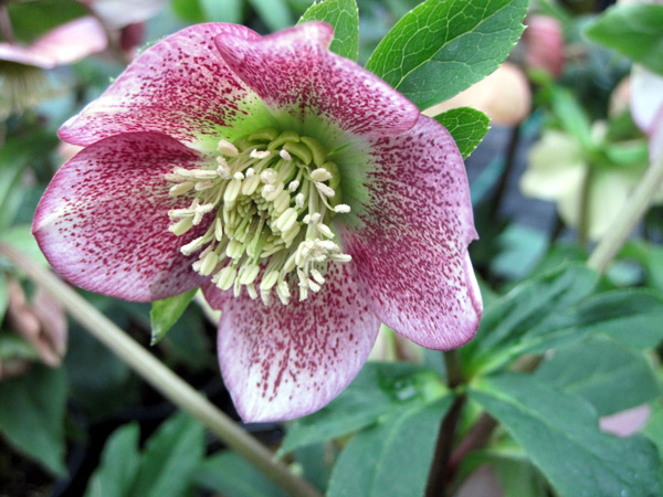 Nos hellébores sont en fleurs