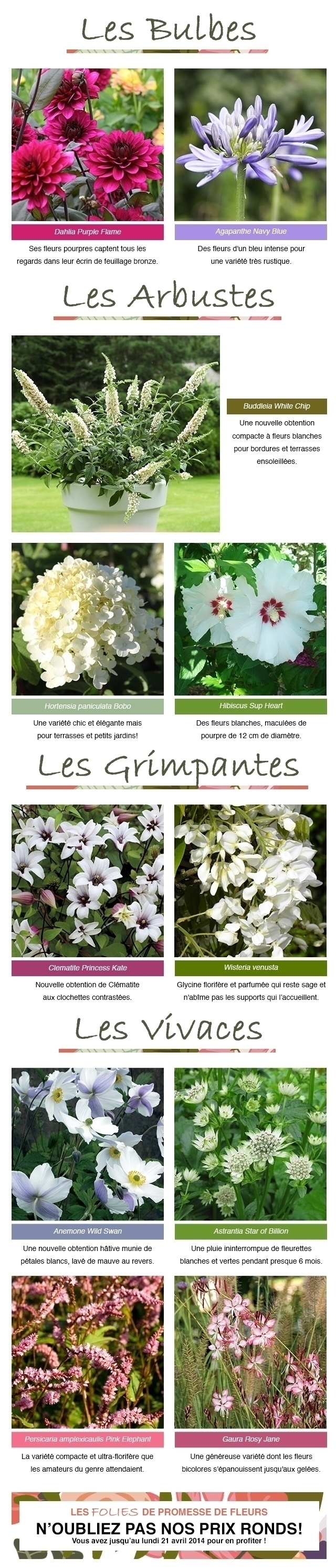 Les 11 plantes du moment !