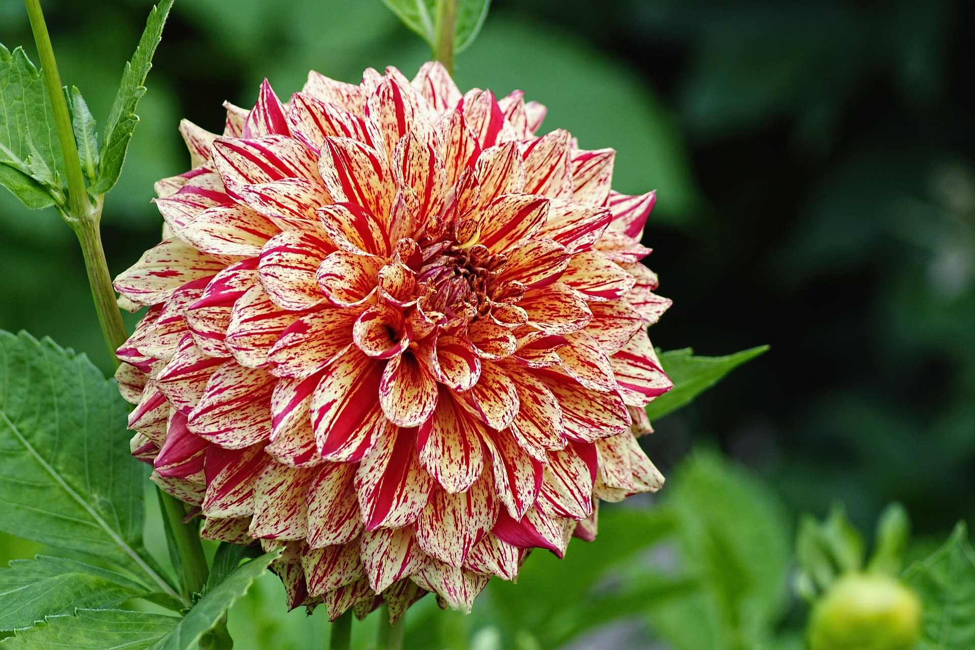 L’hiver aussi, le Dahlia a besoin d’attention Comment planter et entretenir les dahlias