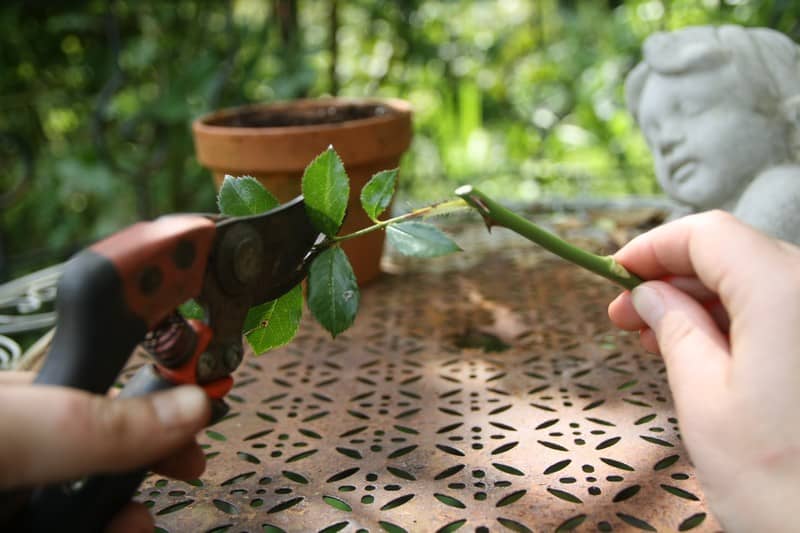 Rosiers : comment les bouturer