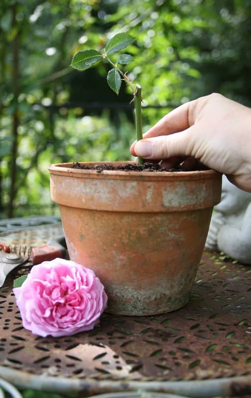 Rosiers : comment les bouturer