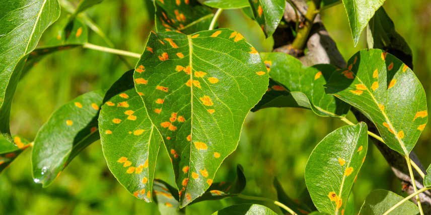 Poirier atteint par la maladie de la rouille