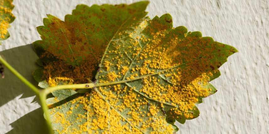 Symptôme de la rouille sur feuille de vigne