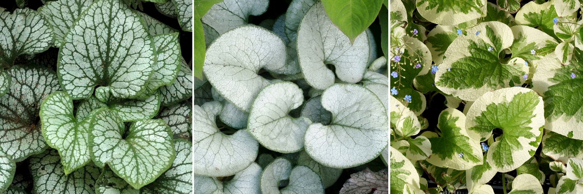 Differentes varietes de Brunnera