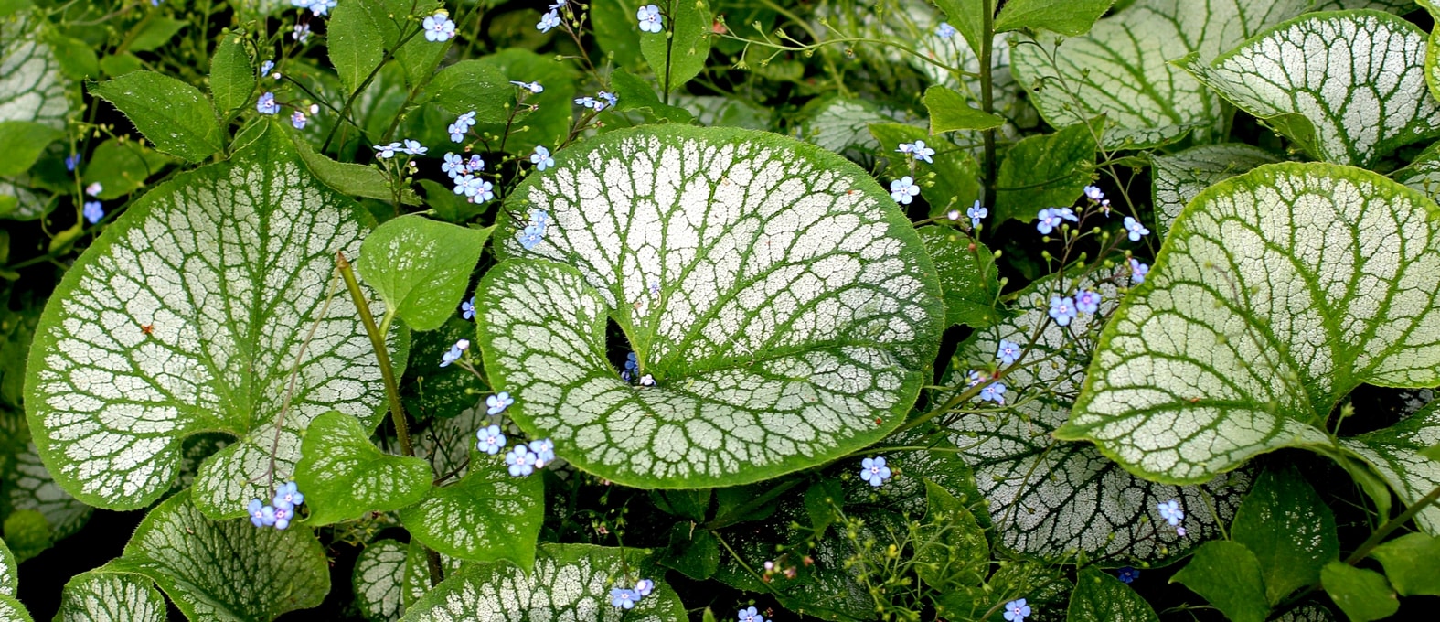 Brunnera, Myosotis du Caucase