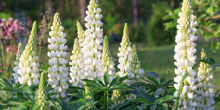 Lupin à fleurs blanches