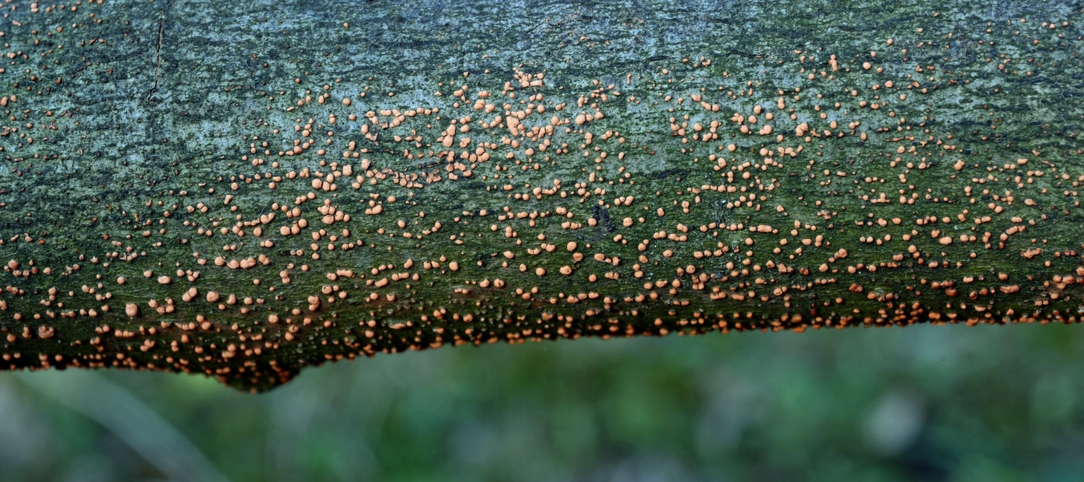 Maladie du corail, Nectria cinnabrina