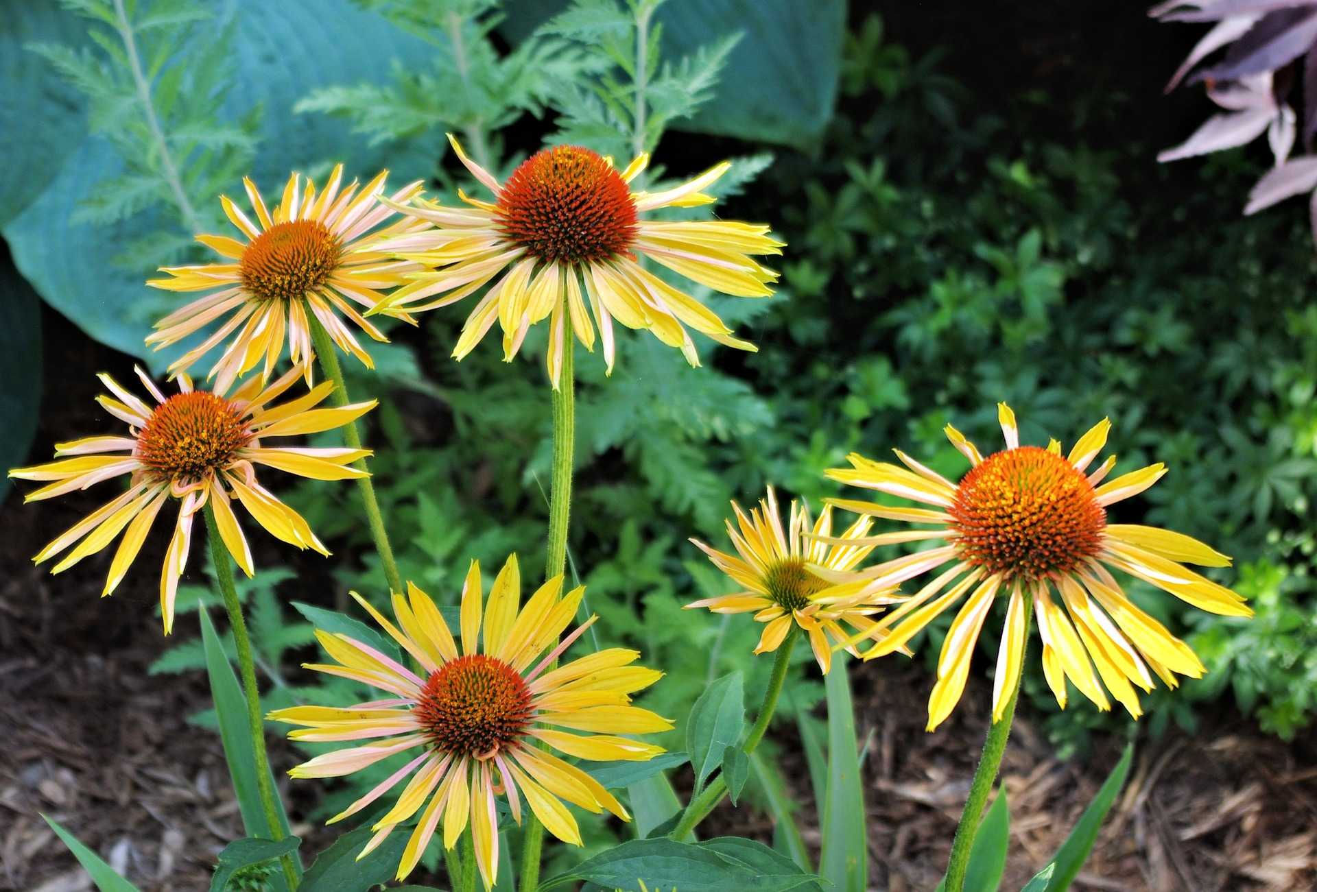 Fleurs d'echinacees ou Rudbeckia