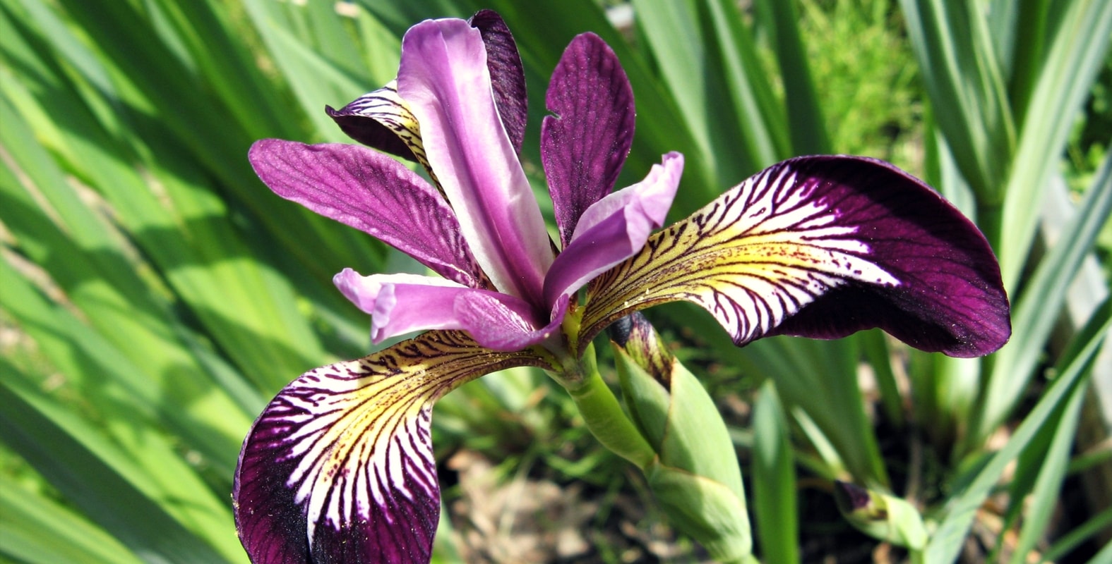 Comment entretenir les iris