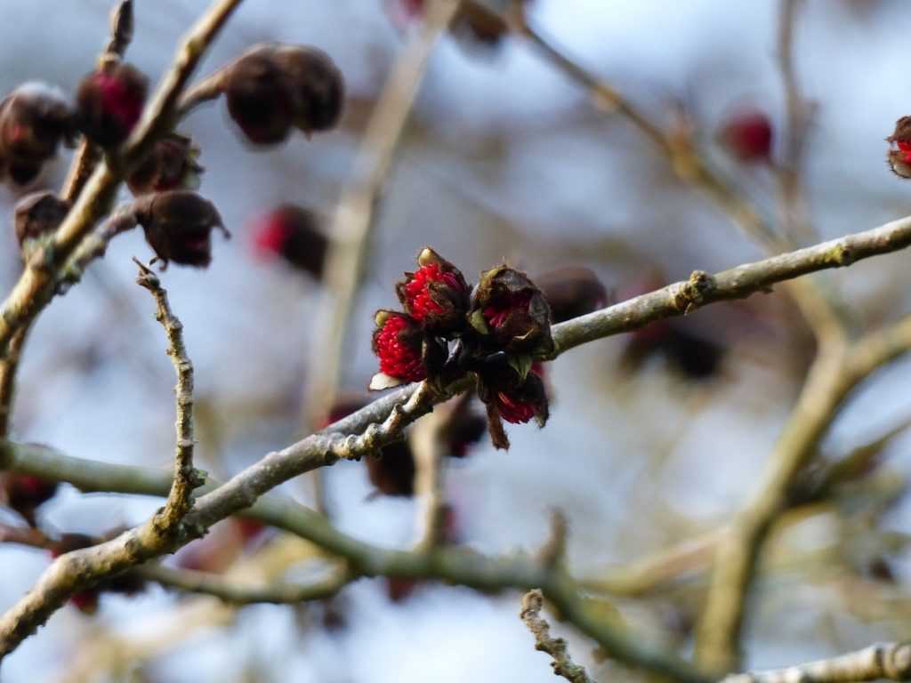 floraison de Parrotia persica