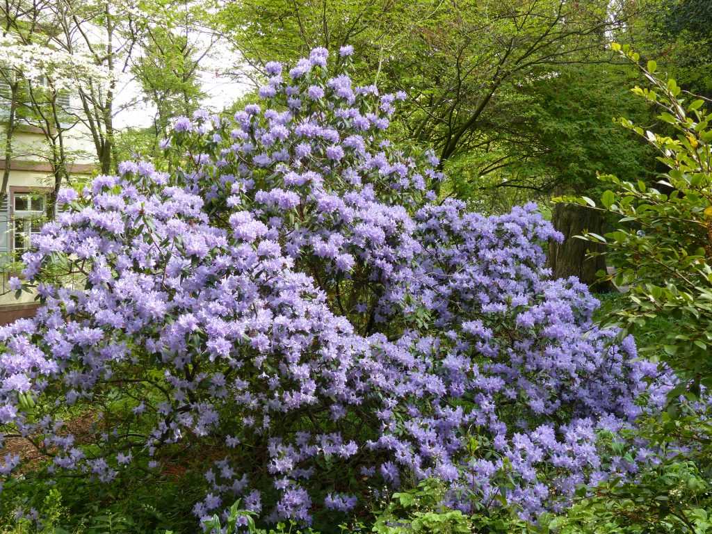 Rhododendron augustinii