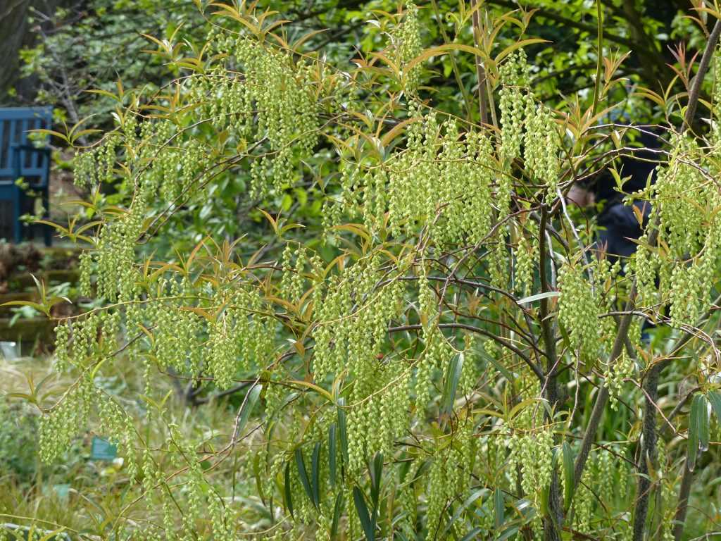Stachyurus salicifolius, un arbuste rare à floraison très élégante