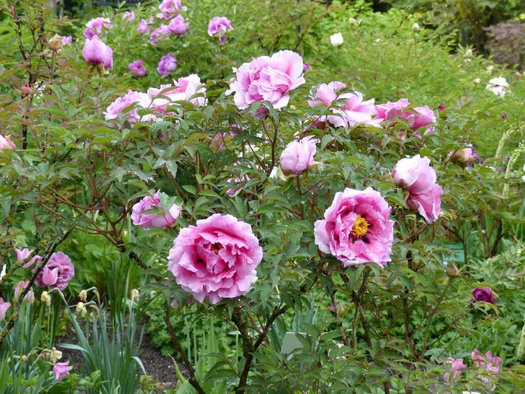 Pivoine arbustive hybride de Paeonia rockii, reconnaissable aux macules foncés à la base des pétales