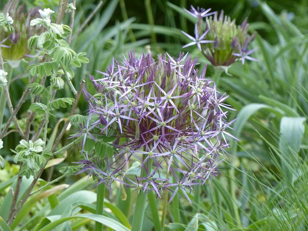 Allium cristophii, aux fleurons étoilés