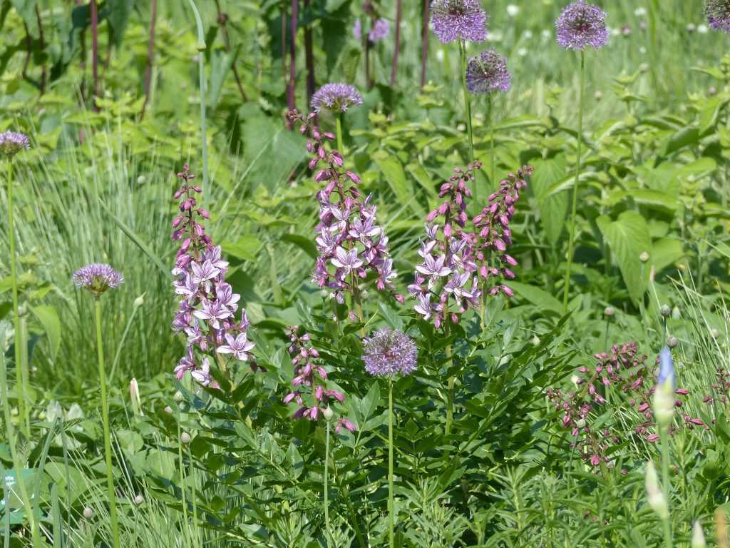 La fraxinelle rose ou plante-aux-éclairs (Dictamnus albus)