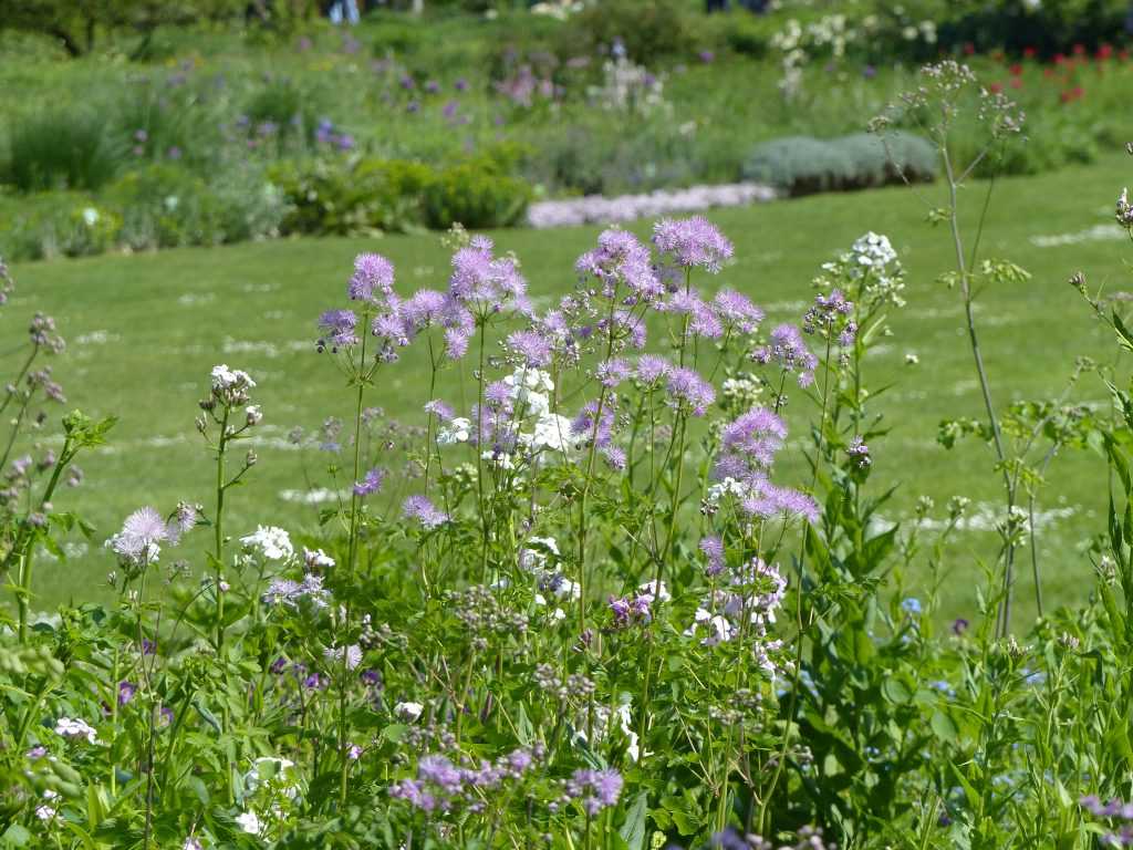 ...et Pigamon à feuilles d'ancolies (Thalictrum aquilegiifolium)