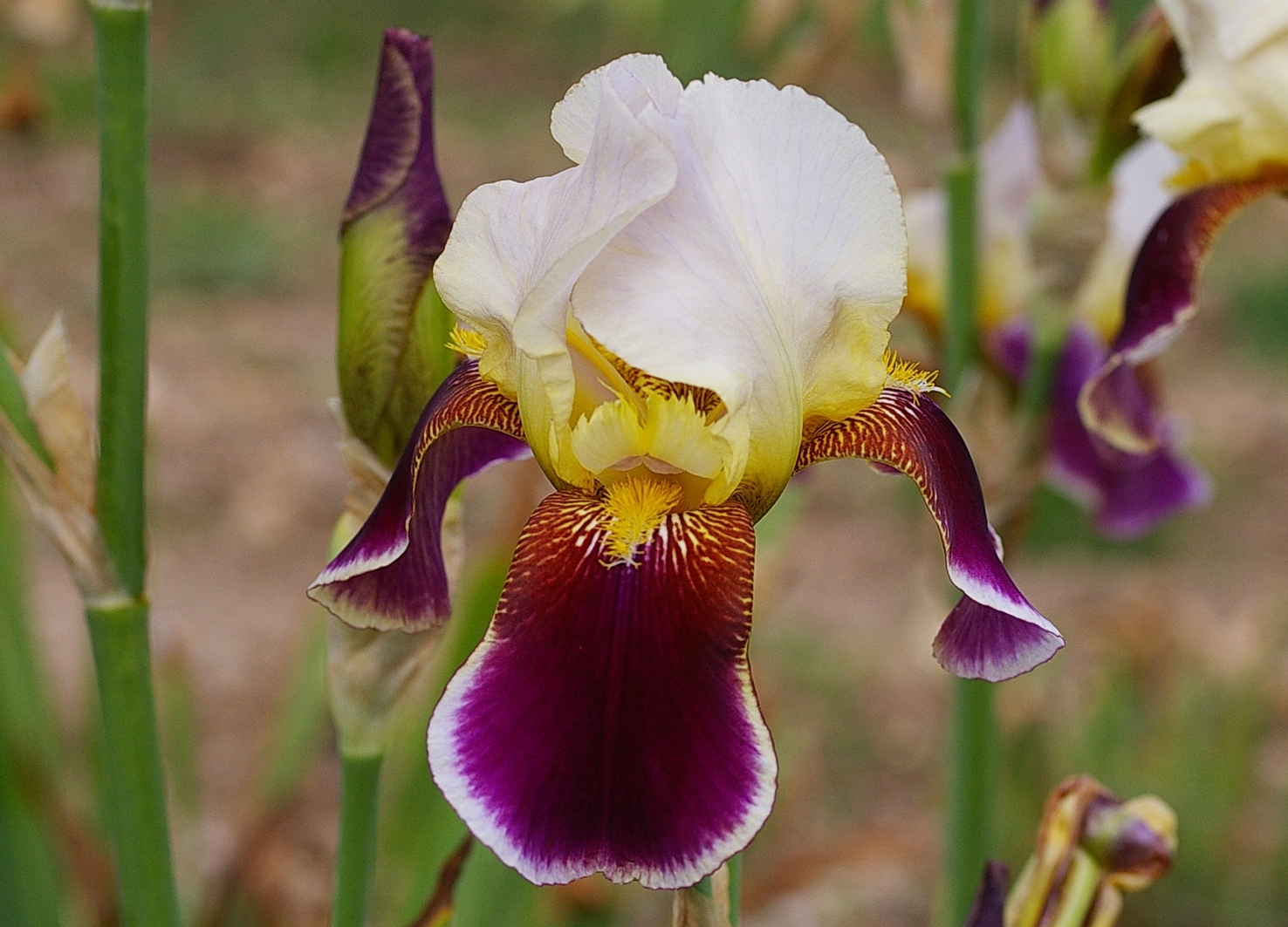Les Iris germanica, c'est en été qu'il faut les planter