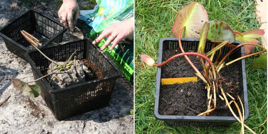 Comment planter les nénuphars ou Nymphaea